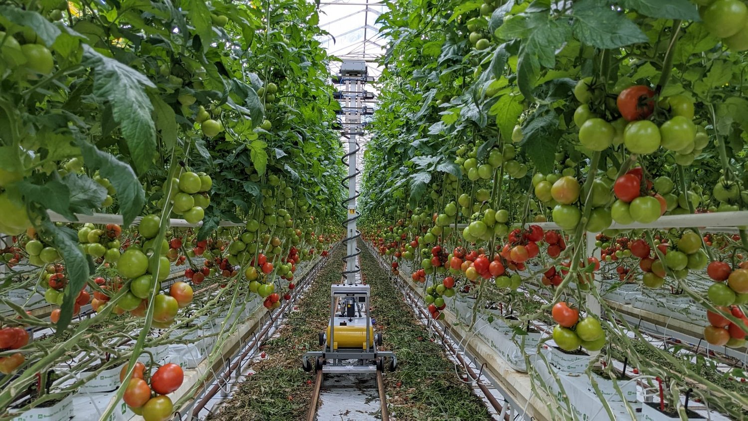 Narrow AI can be a tomato bot.